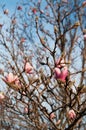 Magnolia tree