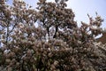 Magnolia tree in bloom with pink flowers against a blue sky in the bush, Royalty Free Stock Photo