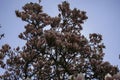 Magnolia tree in bloom with pink flowers against a blue sky in the bush Royalty Free Stock Photo