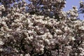 Magnolia tree in bloom with pink flowers against a blue sky in the bush Royalty Free Stock Photo