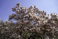 Magnolia tree in bloom with pink flowers against a blue sky in the bush Royalty Free Stock Photo