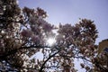 Magnolia tree in bloom with pink flowers against a blue sky in the bush Royalty Free Stock Photo