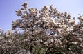 Magnolia tree in bloom with pink flowers against a blue sky in the bush Royalty Free Stock Photo