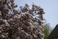 Magnolia tree in bloom with pink flowers against a blue sky Royalty Free Stock Photo