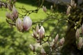 Magnolia tree in bloom with pink flowers against a blue sky Royalty Free Stock Photo