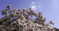 Magnolia tree in bloom with pink flowers against a blue sky in the bush Royalty Free Stock Photo