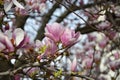 Magnolia tree bloom in springtime. Pink Magnolia blossom. Twigs with beautiful tender flowers Royalty Free Stock Photo