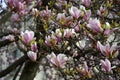 Magnolia tree bloom in springtime. Pink Magnolia blossom. Twigs with beautiful tender flowers Royalty Free Stock Photo