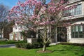 Magnolia tree blooming in spring