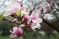 Magnolia tree blooms after a spring rain. Royalty Free Stock Photo