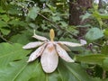 the magnolia tree blooms in summer with a beautiful flower Royalty Free Stock Photo