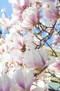 Magnolia tree in bloossom. Royalty Free Stock Photo