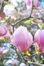 Magnolia tree in bloossom. Royalty Free Stock Photo