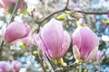 Magnolia tree in bloossom. Royalty Free Stock Photo