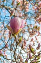 Magnolia tree in bloossom. Royalty Free Stock Photo