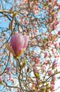 Magnolia tree in bloossom. Royalty Free Stock Photo