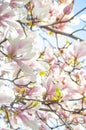 Magnolia tree in bloossom. Royalty Free Stock Photo