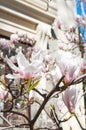 Magnolia tree in bloossom. Royalty Free Stock Photo