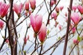 View of magnolia flower on the tree. Spring time Royalty Free Stock Photo