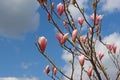View of magnolia flower on the tree. Spring time Royalty Free Stock Photo