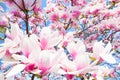 Magnolia tree blossom. Royalty Free Stock Photo