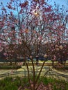 Magnolia tree in blossom in Bucharest Royalty Free Stock Photo