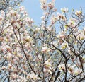 Magnolia tree blossom Royalty Free Stock Photo