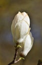 Magnolia tree in blossom, close up, vertical Royalty Free Stock Photo