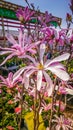 Magnolia tree in blossom. Closeup of beautiful purple flower. Royalty Free Stock Photo