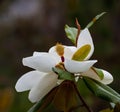 Magnolia tree blossom closeup blurred background Royalty Free Stock Photo