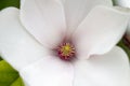 Magnolia tree blossom closeup Royalty Free Stock Photo