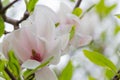 Magnolia tree blossom closeup Royalty Free Stock Photo