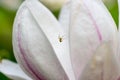 Magnolia tree blossom closeup Royalty Free Stock Photo