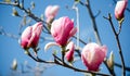 Magnolia tree blossom. Closeup view of purple pink blooming magnolia. Beautiful spring bloom. Delicate magnolia flowers. Royalty Free Stock Photo