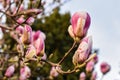 Magnolia tree blossom. early spring