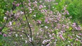 Magnolia tree blossom in Kiev