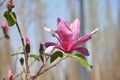 Magnolia tree blossom. Magnolia Susan, pink flowers Royalty Free Stock Photo