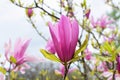 Magnolia tree blossom. Magnolia Susan, pink flowers Royalty Free Stock Photo