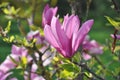 Magnolia tree blossom. Magnolia Susan, pink flowers. Spring bloom Royalty Free Stock Photo