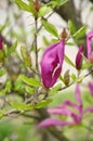 Magnolia tree blossom. Magnolia Susan, pink flowers. Spring bloom Royalty Free Stock Photo