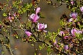 Magnolia tree in blossom Royalty Free Stock Photo