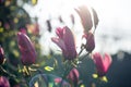 Magnolia tree blossom in spring. Beautiful fresh pink flowers in the morning. Magnolia tulip tree. Chinese magnolia pink blossom