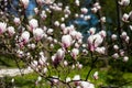 Magnolia tree blossom in spring park garden Royalty Free Stock Photo