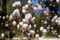 Magnolia tree blossom in spring park garden Royalty Free Stock Photo