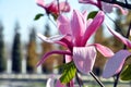 Magnolia tree blossom . Magnolia Susan, pink flowers Royalty Free Stock Photo