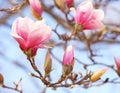 Magnolia tree blossom Royalty Free Stock Photo