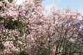 Magnolia tree blossom in springtime. tender pink flowers bathing in sunlight. warm may weather. Blooming magnolia tree in spring, Royalty Free Stock Photo