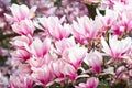 Magnolia tree blossom in springtime. tender pink flowers bathing in sunlight. warm may weather. Blooming magnolia tree in spring, Royalty Free Stock Photo