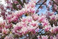 Magnolia tree blossom in springtime. tender pink flowers bathing in sunlight. warm may weather. Blooming magnolia tree in spring, Royalty Free Stock Photo