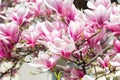 Magnolia tree blossom in springtime. tender pink flowers bathing in sunlight. warm may weather. Blooming magnolia tree in spring, Royalty Free Stock Photo